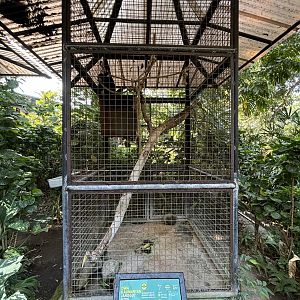 Agile Gibbon Exhibit - signed as Bornean White-bearded Gibbon