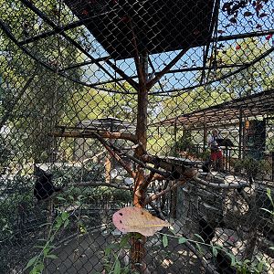 Heck’s Macaque Exhibit