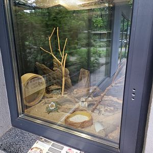 North African gerbil enclosure