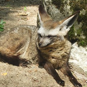 Bat-eared fox