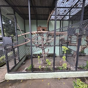 Cream-coloured Giant Squirrel Exhibit