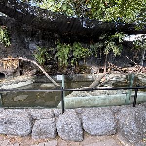 Small-clawed Otter Exhibit