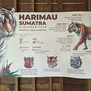 Sumatran Tiger Exhibit Sign