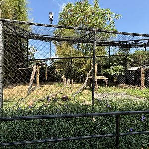 Javan Leopard Exhibit