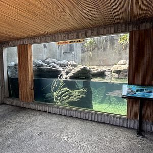 Small-clawed Otter Exhibit