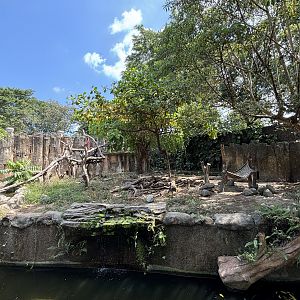 Sun Bear Exhibit #1