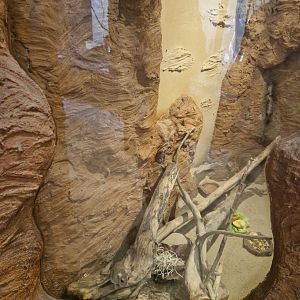 Tristram's jird enclosure