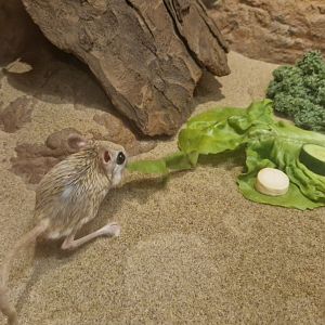 Lesser egyptian jerboa