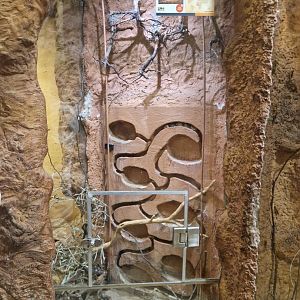 Temminck's mouse enclosure