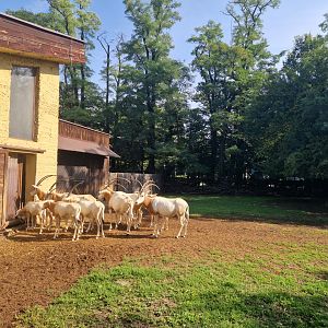 Scimitar-horned oryx