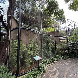 Lesser Bird of Paradise Aviary