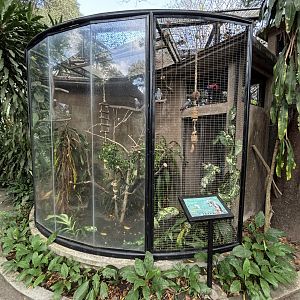 African Grey Parrot Aviary