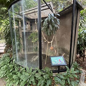 Moluccan Eclectus Parrot Aviary