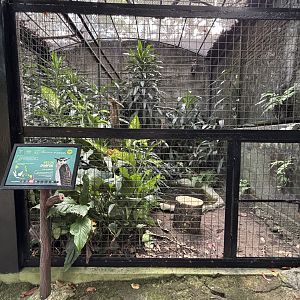 Barred Eagle Owl Aviary