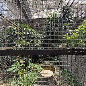 White-bellied Sea Eagle Aviary