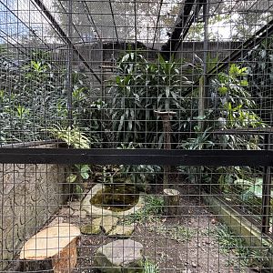 Oriental Honey Buzzard Aviary
