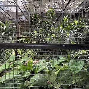Crested Serpent Eagle Aviary
