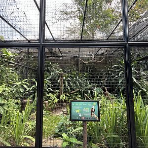 Brahminy Kite Aviary