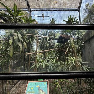 Oriental Pied Hornbill Aviary