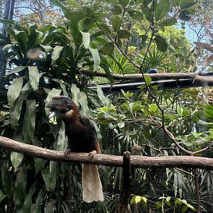 Rufous Hornbill Aviary