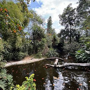 Lesser Flamingo Exhibit