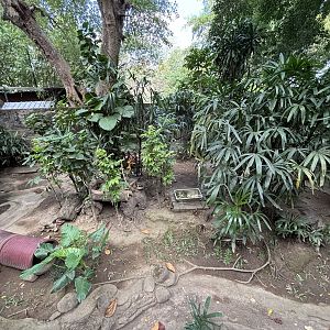 Java Mouse-deer Exhibit