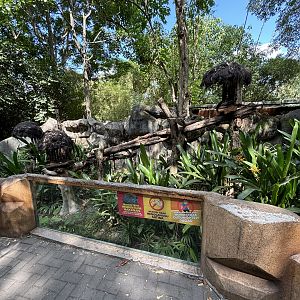 Binturong Exhibit #2