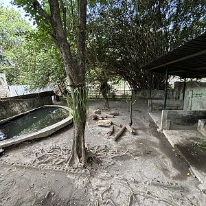 Pygmy Hippo Exhibit - no barn needed!