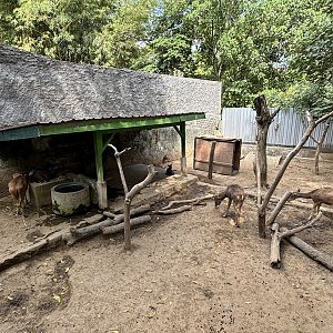 Javan Rusa Deer Exhibit