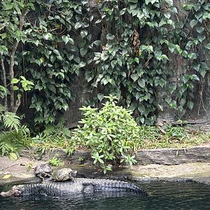 Dwarf Caiman Ferrying Turtles