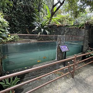 Dwarf Caiman/Turtle Exhibit