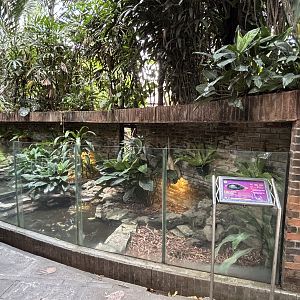Southeast Asian Box Turtle Exhibit