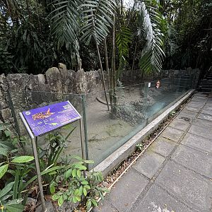 New Guinea Crocodile Exhibit