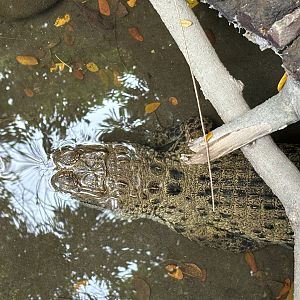 New Guinea Crocodile