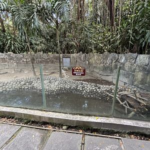 New Guinea Crocodile Exhibit