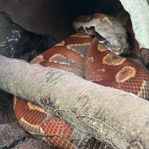 Sumatran Short-tailed Python
