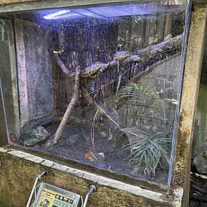 Green Anaconda Exhibit