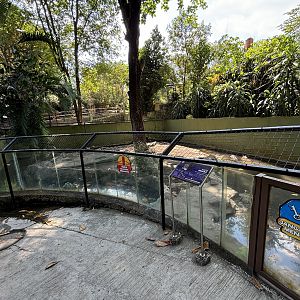 Saltwater Crocodile Exhibit