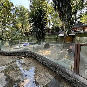 African Spurred Tortoise Exhibit