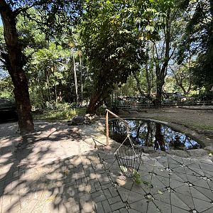 Aldabra Giant Tortoise Exhibit