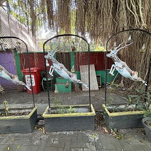 Jumping Blackbuck Display
