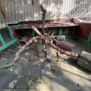 Javan Porcupine Exhibit #2