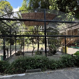 Goffin Cockatoo Aviary
