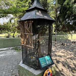 Yellow-crested Cockatoo Aviary