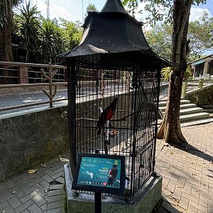 Pesquet’s Parrot Aviary