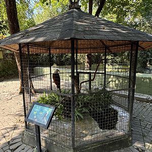 Brahminy Kite Aviary