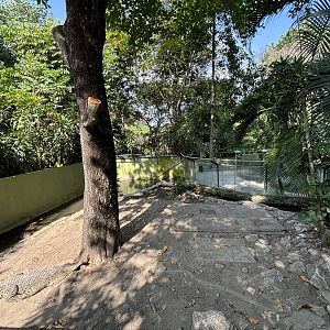 Saltwater Crocodile Exhibit