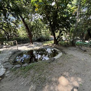 Aldabra Giant Tortoise Exhibit