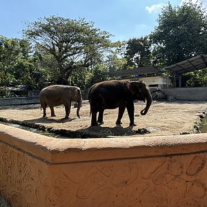Asian Elephants