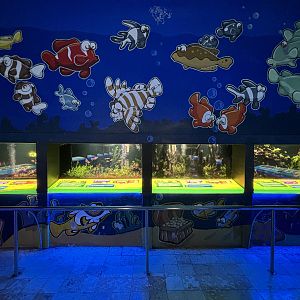 Aquarium - total of 20 tanks